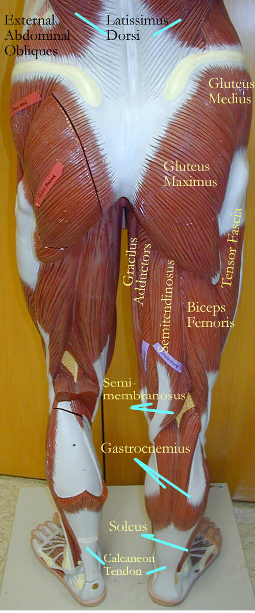 Biology 2404 A&P Basics